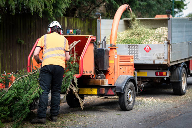 The Steps Involved in Our Tree Care Process in Graton, CA